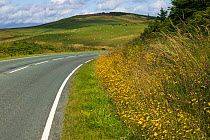 Roadside verge with wild flowers (Hawkweed sp) North Wales, August 2009