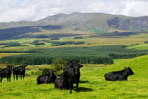 Welsh Black cattle, a traditional rare breed species adapted to upland pastures, Snowdonia NP, North Wales, August 2009