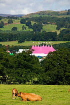 National Eisteddfod tent (for traditional annual Welsh festival) with grazing cattle, nr Bala Gwynedd, North Wales 2009 , August 2009
