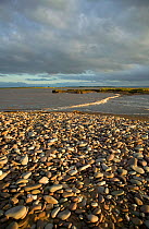 Pebble beach fringing saltmarsh Bridgewater Bay NNR Severn Estuary Somerset, England, August 2009