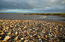 Pebble beach fringing saltmarsh Bridgewater Bay NNR Severn Estuary Somerset, England, August 2009