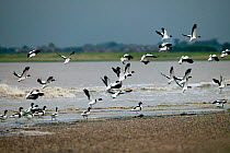 Shelduck (Tadorna tadorna) flock at high tide roost, nationally significant numbers of Bridgewater Bay NNR, Severn Estuary, Somerset, England, August 2009