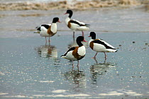 Shelduck (Tadorna tadorna) moulting birds at high tide roost, Bridgewater Bay NNR, Severn estuary This is a nationally significant site for this species, Somerset, England, August 2009