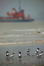 Shelduck (Tadorna tadorna) moulting birds at high tide roost, Bridgewater Bay NNR, Severn estuary. Sand dredger in background. This is a nationally significant site for this species, Somerset, England...