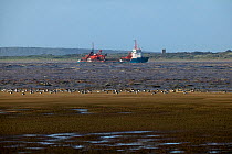 Shelduck (Tadorna tadorna) moulting birds at high tide roost,  Sand dredger in background. Bridgewater Bay NNR, Severn estuary This is a nationally significant site for this species, Somerset, England...