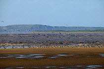 Shelduck (Tadorna tadorna) flying flock at high tide roost, Sand dredger in background. Bridgewater Bay NNR, Severn estuary. This is a nationally significant site for this species, Somerset, England,...