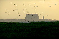 Curlews (Numenius arquata) flying into roost with Hinkley point,  Nuclear power station in background, Bridgewater Bay NNR, Somerset, England, August 2009