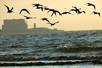 Curlews (Numenius arquata) flying into roost with Hinkley point,  Nuclear power station in background, Bridgewater Bay NNR, Somerset, England, August 2009