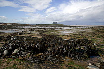 Ancient peat forest, covered in seaweed, with Hinkleypoint Nuclear power station.  Bridgewater Bay NNR, Severn estuary, Somerset, England, August 2009