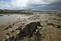 Ancient peat forest, covered in seaweed, with Hinkleypoint Nuclear power station.  Bridgewater Bay NNR, Severn estuary, Somerset, England, August 2009