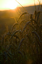 Ripening wheat ( Triticum sp) at sunset. Severn Estuary. England, August 2009