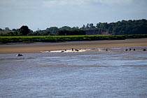 Surfers riding the Severn bore. Severn Estuary. England, August 2009