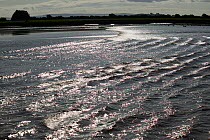 Severn bore lit up by strong sunlight. Severn Estuary. England, August 2009