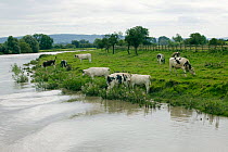 Cattle & orchards on edge of Severn Estuary north of Newnham, England