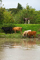 Cattle & orchards on edge of Severn Estuary north of Newnham. England