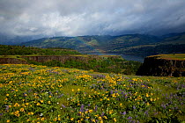 Lupins (Lupinus) and Balsamroot (Balsamorhiza) blooming on the Rowena Plateau part of the Columbia River George National Scenic Area. Oregon, USA, May 2009