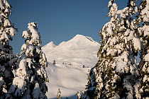 Snow covered trees on Panorama Dome in the Heather Meadows Recreation Area with Mount Baker in the background. Washington, USA, April 2009