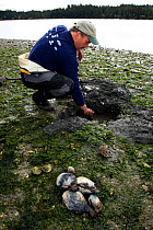 Man digging for clams (Corbicula sp) in Wescott Bay of San Juan Island. Washington, USA, May 2009, model released