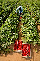 Teenage girl picking strawberries at a u-pick farm in Arlington. Washington, USA, July 2009