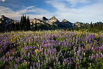 Meadow in bloom on Mazama Ridge with the Tatoosh Range in the distance, Mount Rainier National Park. Washington, USA, August 2009