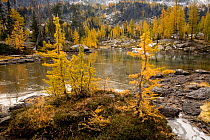 Larch trees (Larix) in autumn colour at Larch Lake in the Alpine Lakes Wilderness. Washington, USA, October 2009
