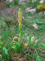 Man orchid (Orchis anthropophora) flowering on stony hillside garrigue, Crete, April