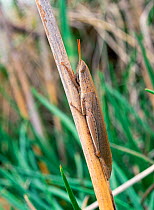 Grasshopper (Acrida ungarica) camouflaged on grass stem, Alcudia Marsh, Mallorca, Spain, April