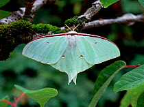 Moon moth (Actias artemis)