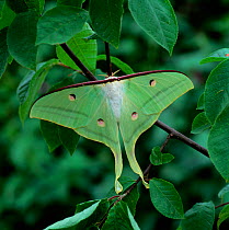 Indian moon moth (Actias selene) adult resting on plant, controlled conditions, from Asia