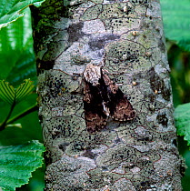 Alder moth (Acronicta alni) on lichen-covered bark, Rehaghy Mountain, County Tyrone, Northern Ireland, UK. June