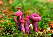 Amethyst deceiver (Laccaria amethystea / amethystina) growing amongst moss, Tollymore Forest, County Down, Northern Ireland, UK, October