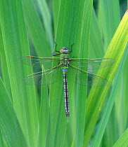 Emperor dragonfly (Anax imperator) resting, Hampshire, UK, June,