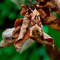 Angle shades moth (Phlogophora meticulosa) camouflaged on dessicating leaves in garden, County Down, Northern Ireland, UK, May