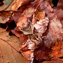 Angle shades moth (Phlogophora meticulosa) camouflaged on desiccating leaves in garden, County Down, Northern Ireland, UK, May