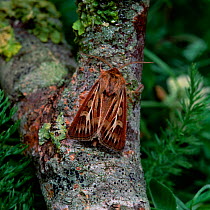 Antler moth (Cerapteryx graminis) resting on bark, Rostrevor, County Down, Northern Ireland, UK, August