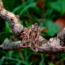 Archer's dart moth (Agrotis vestigialis) resting on branch, Murlough NNR, County Down, Norhtern Ireland, UK, June