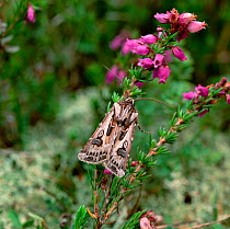 Archer's dart moth (Agrotis vestigialis) resting on bell heather, Murlough NNR, County Down, Norhtern Ireland, UK, June