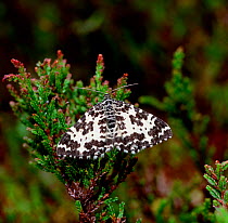 Argent and sable moth (Rheumaptera hastata hastata) Lough Alaban, County Fermanagh, Northern Ireland, UK, June