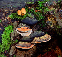 Artist fungus (Ganoderma applanatum) growing on tree stump, Tollymore Forest, County Down, Northern Ireland, UK, October