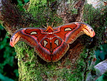 Giant atlas moth (Attacus atlas) from SE Asia