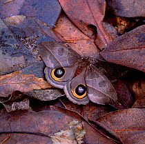 Saturniid moth (Automeris armina) wings open, camouflaged amongst leaf litter in tropical forest, South America