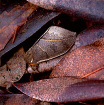 Saturniid moth (Automeris armina) wings closed, camouflaged amongst leaf litter in tropical forest, South America