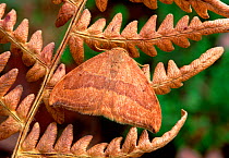 Barred hook-tip moth (Watsonalla cultraria) camouflaged on fern in autumn, Ballykinler Dunes, County Down, Northern Ireland, UK, September