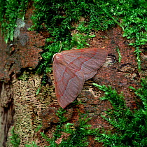 Barred red moth (Hylaea fasciaria) Argory Moss, County Armagh, Northern Ireland, UK, July