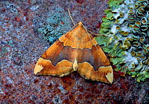 Barred yellow moth (Cidaria fulvata) Moy, County Armagh, Northern Ireland, UK, July