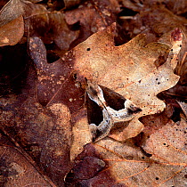 Beautiful snout moth (Hypena crassalis) camouflaged on fallen leaves, Rehaghy Mountain, County Tyrone, Northern Ireland, UK, July
