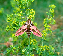 Bedstraw hawk-moth (Hyles gallii) South of France, June