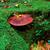Beef steak fungus (Fistulina hepatica) amongst moss, Toyylmore Forest Park, County Down, Northern Ireland, UK
