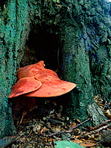 Beef steak fungus (Fistulina hepatica) growing on tree trunk, Barnetts Park, Belfast, Northern Ireland, UK