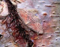 Birch mocha moth (Cyclophora albipunctata) camouflaged on birch bark, Brackagh Moss NNR, County Down, Northern Ireland, UK, June